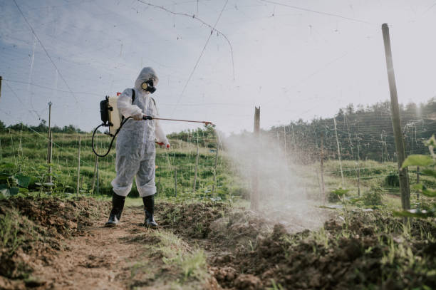Best Mosquito Control Services  in Patterson, LA