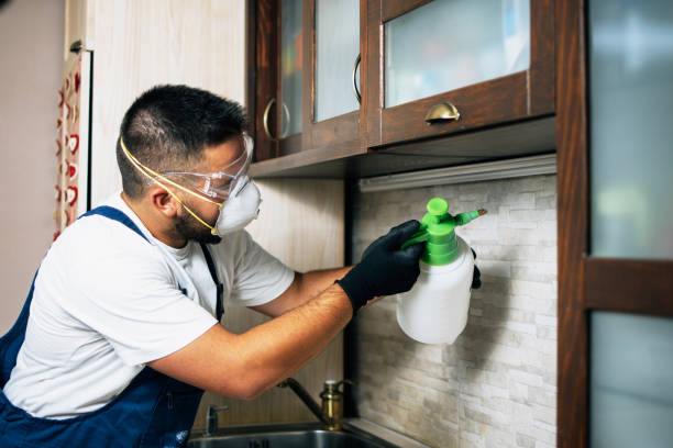 Best Wasp Removal Services  in Patterson, LA