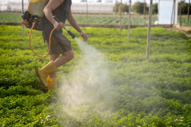 Best Pest Control Near Me  in Patterson, LA