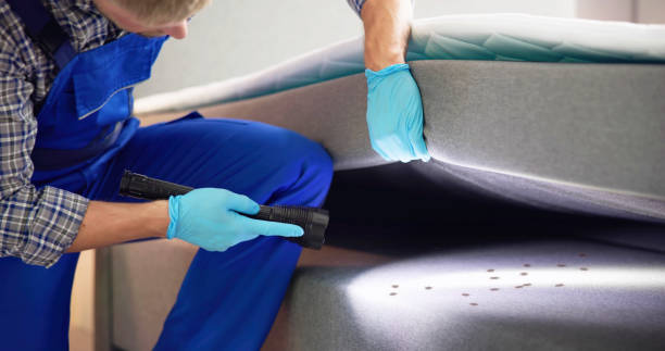 Best Wasp Removal Services  in Patterson, LA