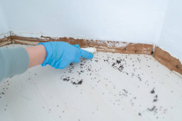 Best Flea Control Services  in Patterson, LA